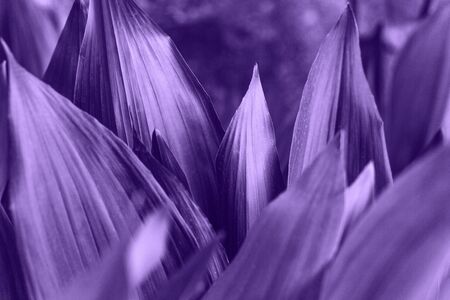 Leaves in color ultraviolet. The leaves of the plant in a trend color.の写真素材