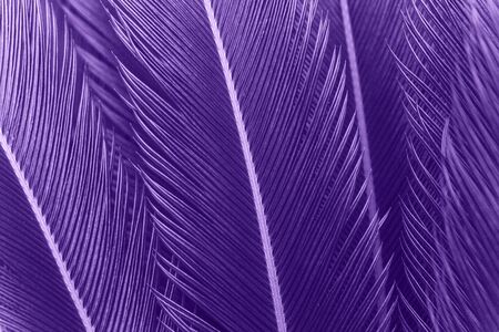 Closeup of fern leaves in color ultraviolet. The leaves of the plant in a trend color.の写真素材