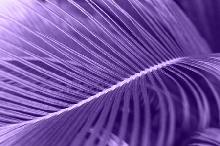 Closeup of a leaf of fern in color ultraviolet. Leaf plants in a trend color.の写真素材