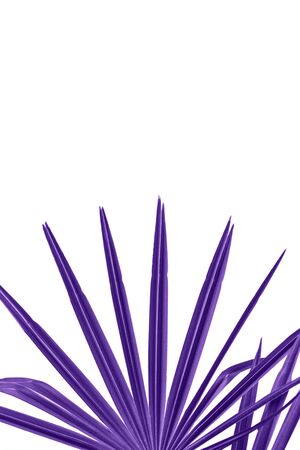 Palm branch in colorultraviolet on a white background. Tropical plant in trend color.の写真素材