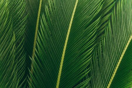 Closeup of fern background. Tropical green plantの写真素材