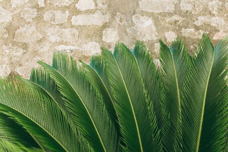 Closeup of fern on a stone background. Tropical green plant.の写真素材