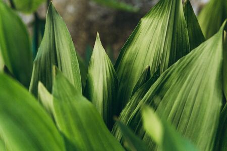 Lots of green leaves background. The leaves of the plant.の写真素材