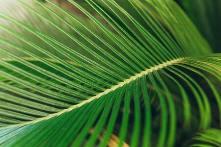 Closeup of fern background. Tropical green plantの写真素材