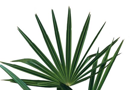 Green leaves of a plant on a white background.の写真素材