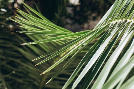 Closeup of palm branch. Tropical plant backgroundの写真素材