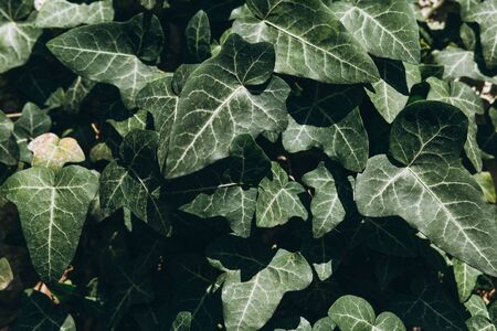 Lots of green leaves background. The leaves of the plant.の写真素材