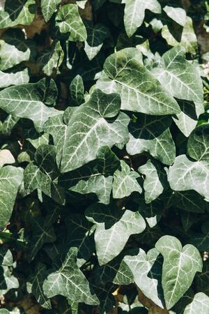 Lots of green leaves background. The leaves of the plant.の写真素材