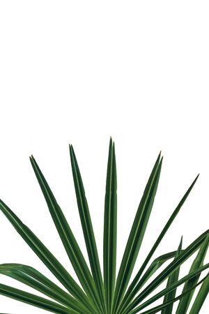 Green leaves of a plant on a white background.の写真素材
