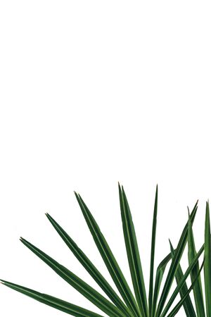 Green leaves of a plant on a white background.の写真素材