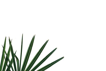 Green leaves of a plant on a white background.の写真素材