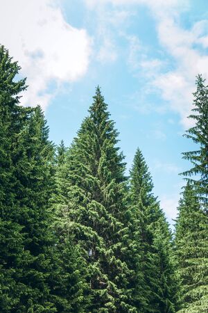 Beautiful tall evergreen spruce against the blue sky.の写真素材