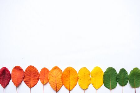 Colorful leaves on a white background in minimal styleの写真素材