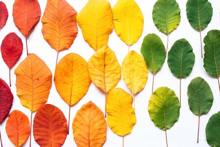 Colorful leaves on a white backgroundの写真素材