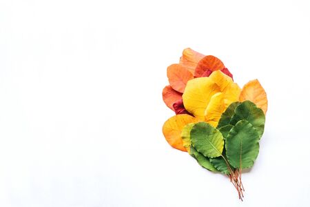Colorful leaves on a white background. Abstract composition.の写真素材