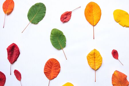 Colorful leaves on a white background. Abstract composition.の写真素材