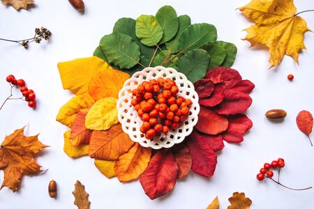 Rowan and colorful leaves on an autumn background. Autumn abstract design.の写真素材