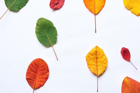 Colorful leaves on a white background. Abstract composition.の写真素材
