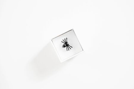 Spider in a gift box. Halloween joke or surprise.