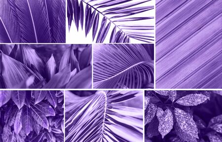 Collage of various plants or leaves and a wooden surface in a trendy color.の写真素材