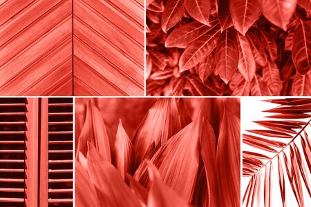 Collage of various plants or leaves and a wooden surface and shutters in a trendy color.の写真素材