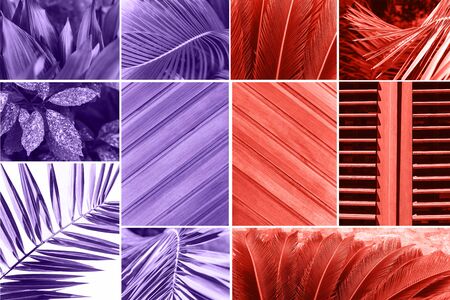 Collage of various plants or leaves and a wooden surface and shutters in a trendy colors.の写真素材