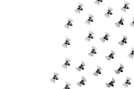Black spiders on a white background. Halloween celebration background.の写真素材