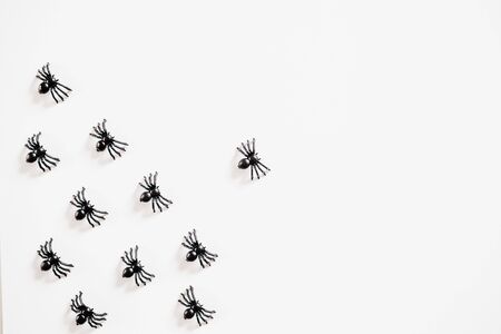 Black spiders on a white background. Halloween celebration background.の写真素材