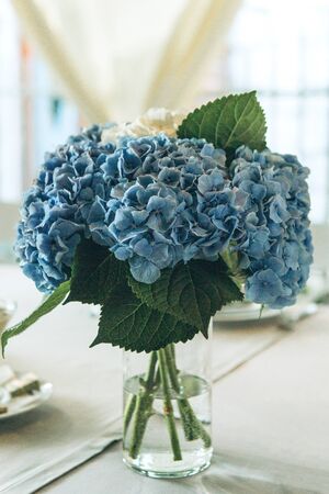 A bouquet of blue Garden Hydrangeas in a vase on the table as a decoration.の写真素材