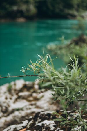Close-up of green leaves of a plant against the background of the turquoise Tara river in Montenegro. An ecologically clean and eco friendly place.の写真素材