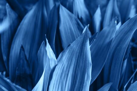 Lots of in a classic blue color leaves background. The leaves of the plant.の写真素材