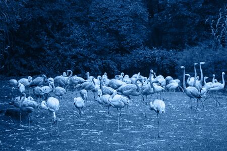 Group of flamingo birds in a trendy classic blue color.の写真素材