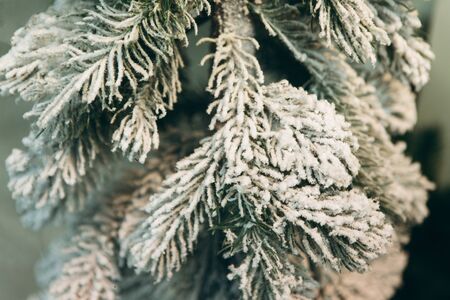 Close-up of snow-covered branches of spruce decoration for Christmas.の写真素材