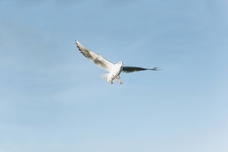 One seagull flies against a blue sky.の写真素材