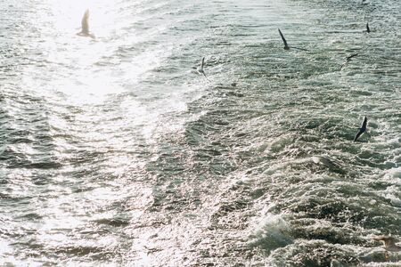 View of the sea or water and seagulls flying above it.の写真素材