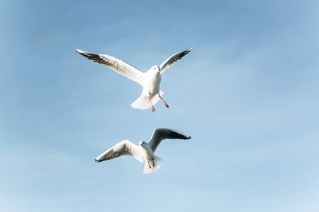 Two seagulls are flying against the blue sky.の写真素材