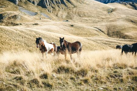 Horses graze in a field or hilly area.の写真素材