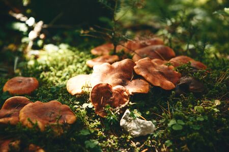 Edible mushrooms grow in the forest on a sunny day.の写真素材