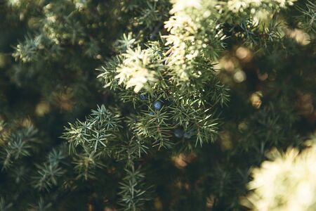 Close-up of a juniper branch with blue berriesの写真素材