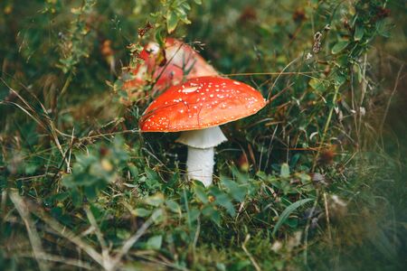 Inedible mushrooms Amanita grow in the forest.の写真素材