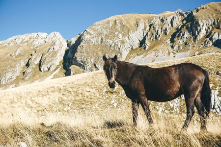 Portrait of a stallion or horse on a background of rolling hills and blue sky.の写真素材