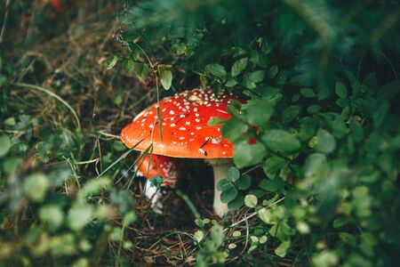 Inedible mushrooms Amanita grow in the forest.の写真素材