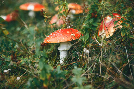 Inedible mushrooms Amanita grow in the forest.の写真素材