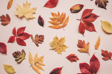 Multicolored autumn leaves on a pink background.