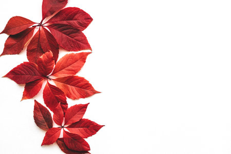 Red autumn leaves on a white background. Nearby copy space.