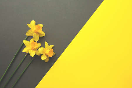 Beautiful bouquet of fresh daffodils on gray and yellow background. Simple holiday spring greeting card, invitation card. space for text, minimalistic composition.の写真素材