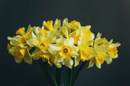 Bouquet of yellow daffodils on a gray background. Concept springtime.の写真素材