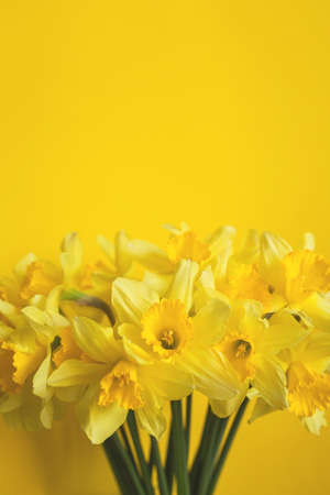 Bouquet of yellow daffodils on a yellow background. The concept of minimalism and monochromeの写真素材