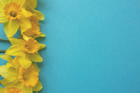 Bouquet of daffodils on blue background. Holiday greeting card, spring background. Flat lay, top...