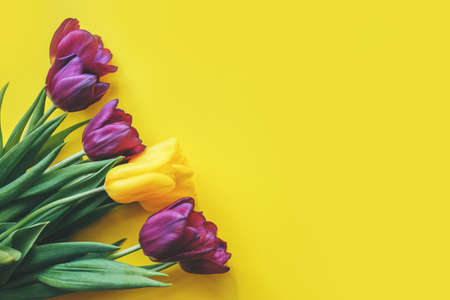 Beautiful purple spring tulips on yellow background, top view. Festive beautiful background for Mothers Day, Valentines Day, March 8 and other holidaysの写真素材